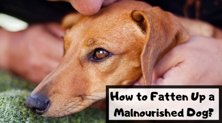 how-to-fatten-up-a-malnourished-dog-fast-ways