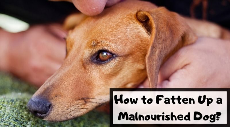 How To Fatten Up A Malnourished Dog Fast Ways