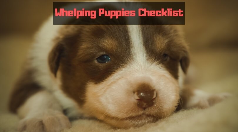 Whelping Checklist : Things You Need for Expecting New Born Puppies -  Canine Whelping Box