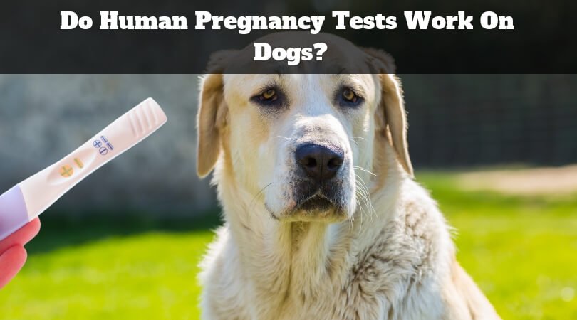 Do Human Pregnancy Tests Work On Dogs Clear Your Doubt