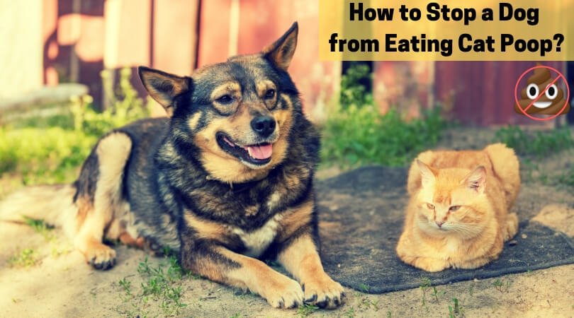 How to Stop a Dog from Eating Cat Poop 