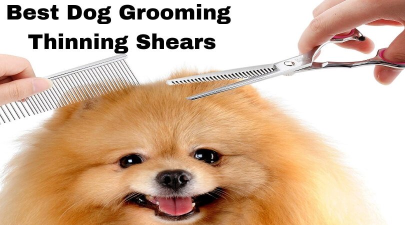 large dog grooming shears